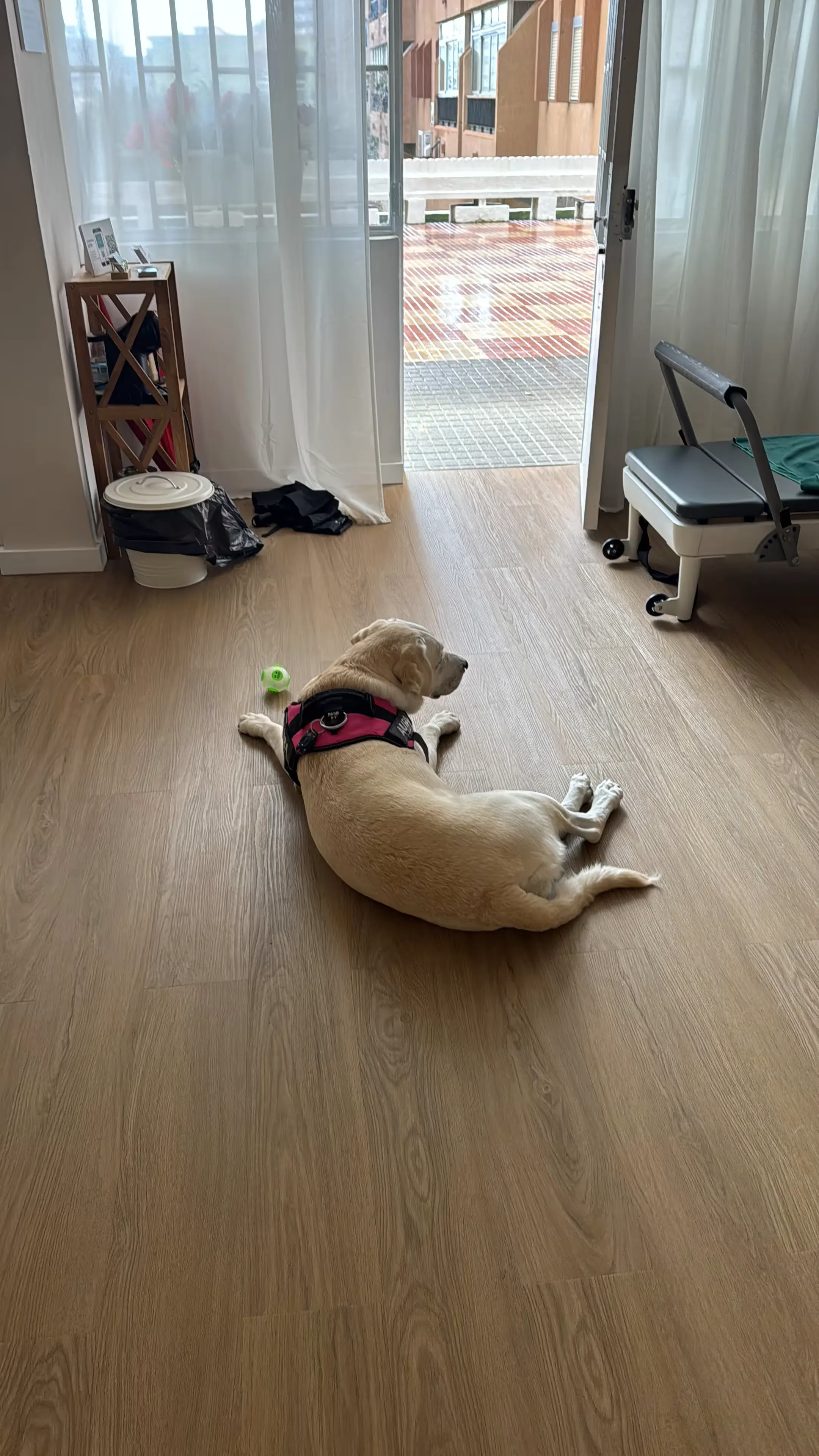 Perro tranquilo en el estudio Kalma Pilates